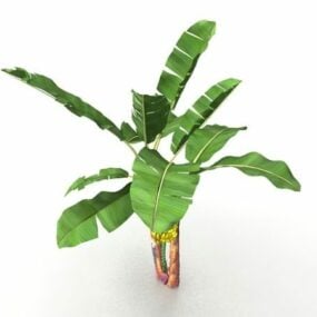 דגם תלת מימד של צמח בננה עץ