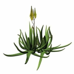 Barbados Aloe 3D-Modell