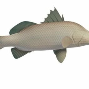 Modelo 3d de peixe Barramundi