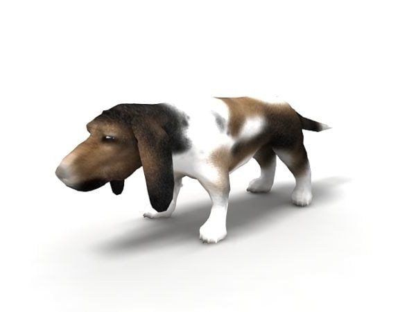 Asia Basset Hound Dog Animal