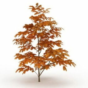 美丽的枫树3d模型