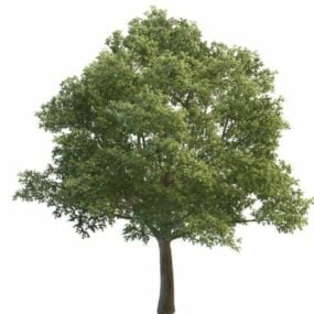 نموذج جميل لشجرة البلوط ثلاثي الأبعاد