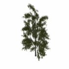 Pohon Birula Betula