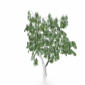 Betula Tree τρισδιάστατο μοντέλο