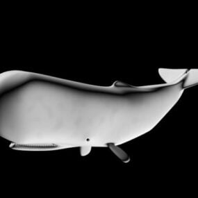 โมเดล 3 มิติสัตว์วาฬทะเล