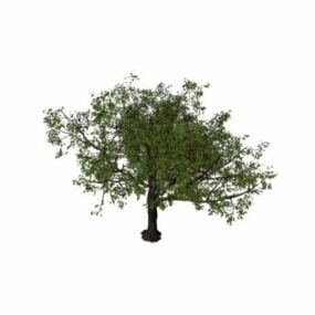Big Apple Tree 3d-modell