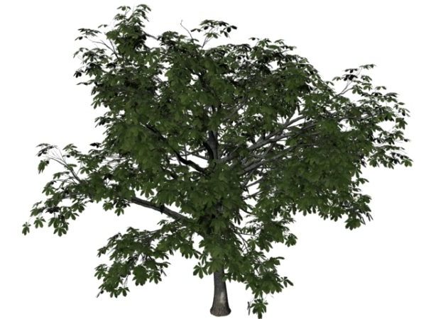 Big Sweet Chestnut Tree