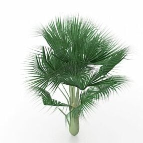 Bismarck Palmiye Ağacı Bitkisi 3D model