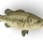 Black Bass Fish Animal