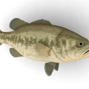 Model 3d Haiwan Ikan Bass Hitam