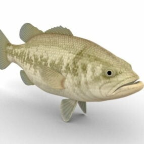 黑鲈鱼动物3d模型