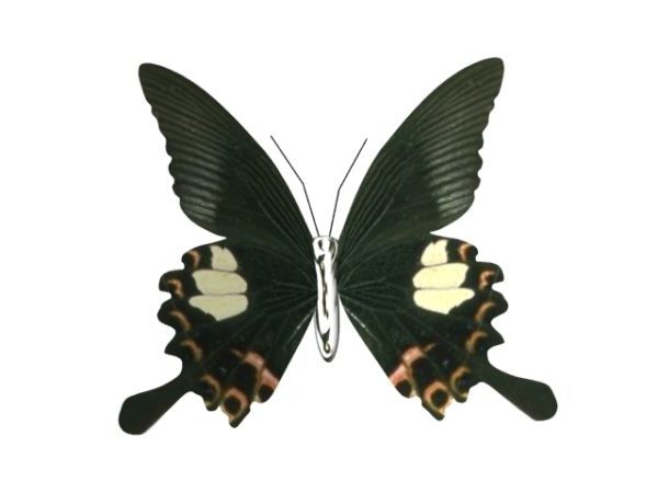 Animale farfalla nera