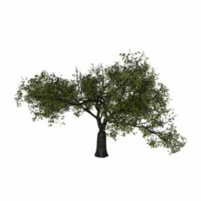 نموذج شجرة الكرز الأسود ثلاثي الأبعاد