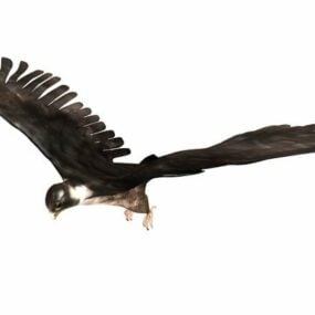 Black Falcon Bird Animal 3d-modell