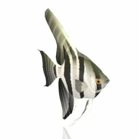 Modello 3d animale pesce angelo d'acqua dolce nero