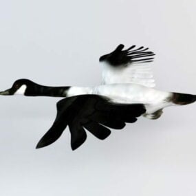 Black-necked Swan 3d model