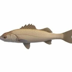 3д модель рыбы черноморского окуня
