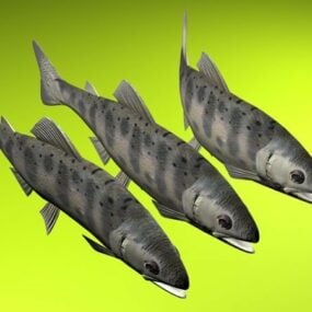 Sea Black Trout Fish 3d model