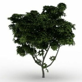 Black Walnut Tree 3d model