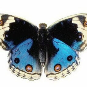 Modelo 3d de borboleta azul