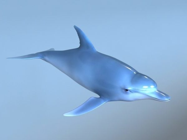 Blue Dolphin Rig