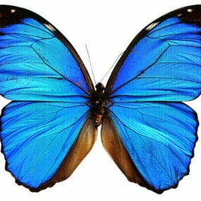 3д модель бабочки Синяя Морфо
