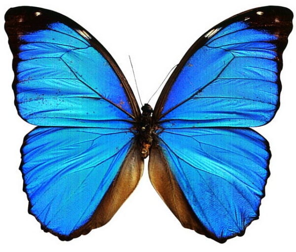 Blå Morpho fjäril