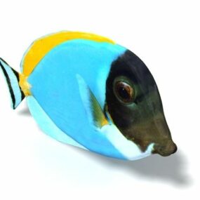 Sea Blue Angelfish 3d model