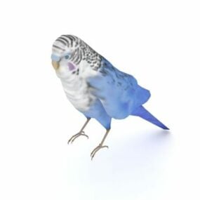 Modelo 3D Animal Pássaro Periquito Azul