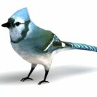 Wild Blue Passerine Bird