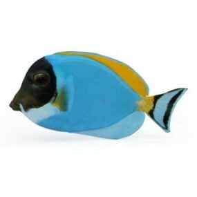 Blue Surgeonfish Animal 3d model