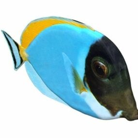 Blue Tang Fish Animal 3d model