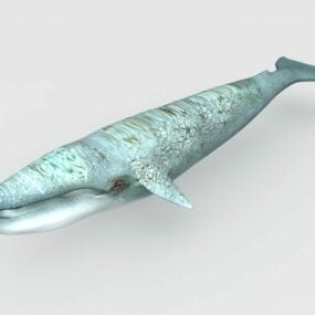 โมเดลสัตว์วาฬสีน้ำเงิน 3d