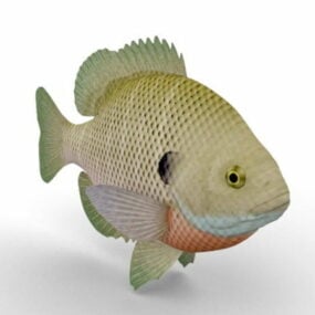 翻车鱼鱼动物3d模型