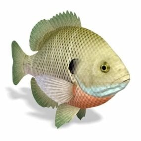 Bluegill Sunfish Tier 3D-Modell