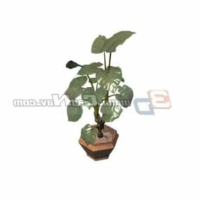 Planta Bonsai Alocasia Macrorrhiza modelo 3d