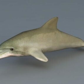 海豚角色3d模型