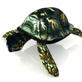 상자 거북 동물 3d 모델