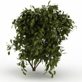 黄杨灌木3d模型
