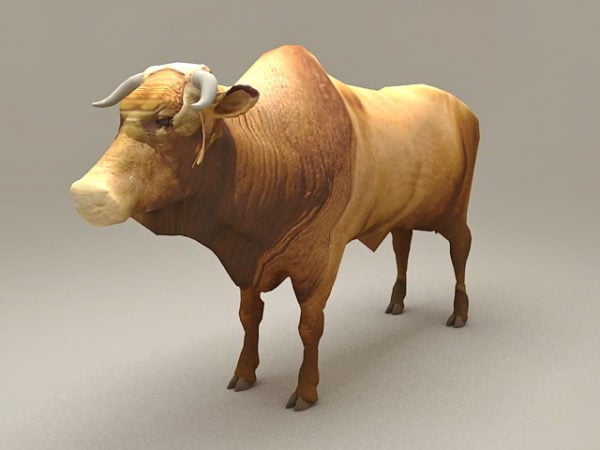 Kewan Lembu Brahman Bull