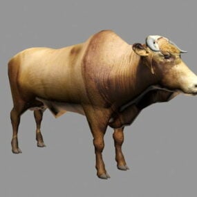 婆罗门牛3d模型