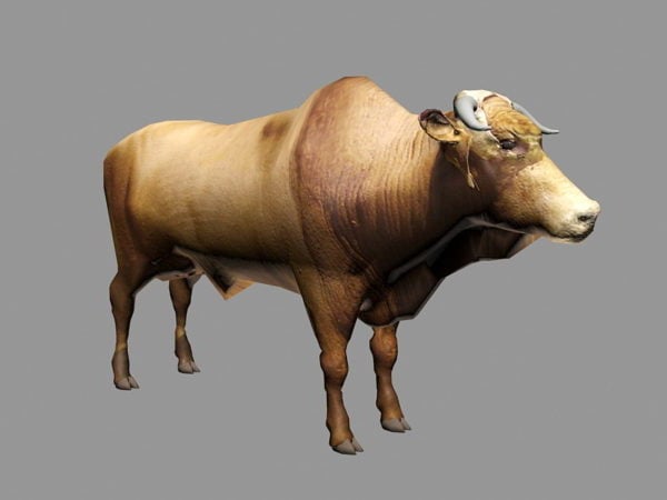 Brahman Cattle Free 3d Model Max Vray Open3dmodel 110908