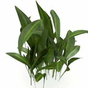 نموذج ثلاثي الأبعاد للنباتات المنزلية عريضة الأوراق