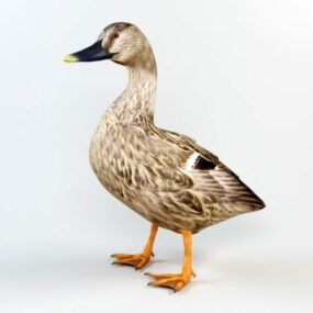 Brown Duck 3d model
