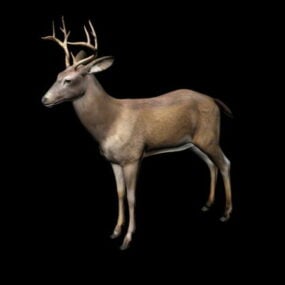 Buck Deer Rig 3d model