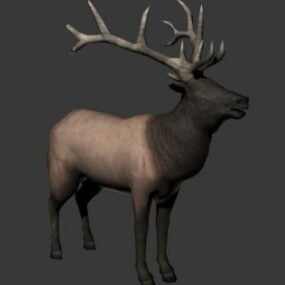 Model 3d Wild Bull Elk