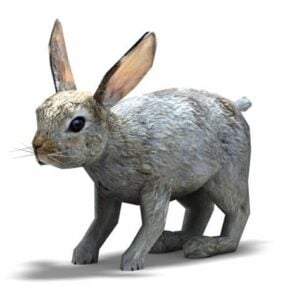 Bunny Rabbit 3d-model
