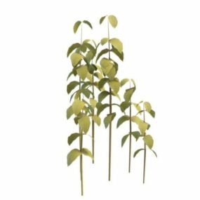 Krzewy roślin papirusowych Model 3D