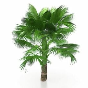 Kaliforniya Yelpaze Palmiye Ağacı 3d modeli