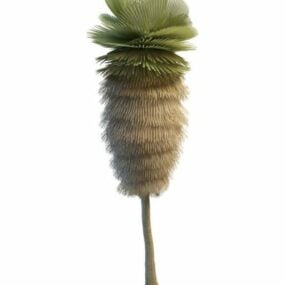 Kalifornská palma 3D model